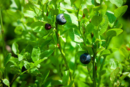 small blueberries on a green backgroundの写真素材