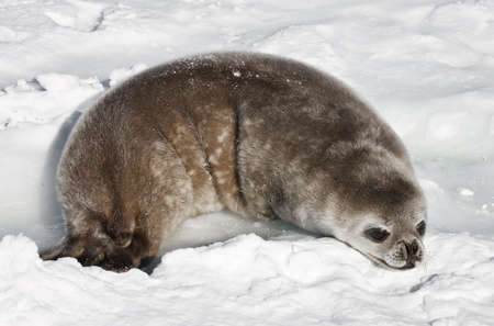 baby seal in Antarcticaの写真素材