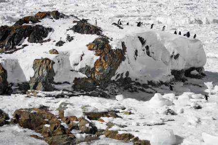penguins resting on the stony coast of Antarcticaの写真素材