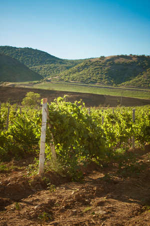 beautiful landscape with vineyard and mountainsの写真素材