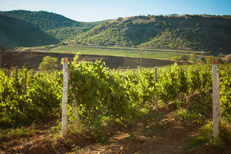 beautiful landscape with vineyard and mountainsの写真素材