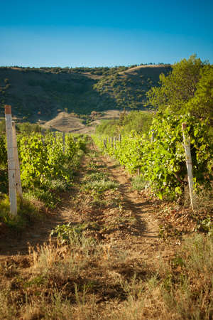 beautiful landscape with vineyard and mountainsの写真素材