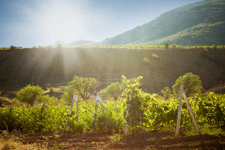 beautiful landscape with vineyard and mountainsの写真素材
