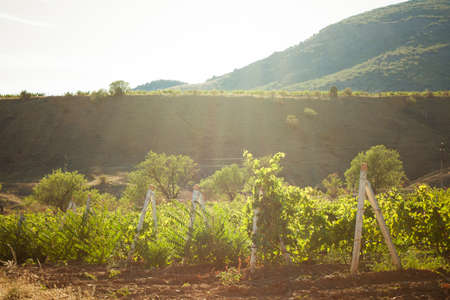 beautiful landscape with vineyard and mountainsの写真素材