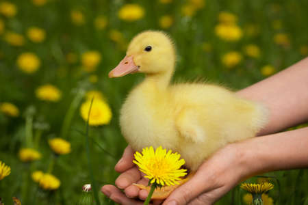 Little yellow duckling in human handsの写真素材