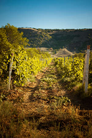 beautiful landscape with vineyard and mountainsの写真素材