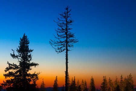 pine trees against colorful sunsetの写真素材