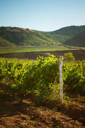 beautiful landscape with vineyard and mountainsの写真素材