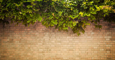 grunge wall background with foliageの写真素材