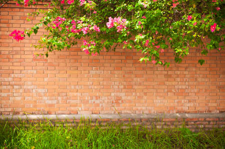 grunge wall background with flowersの写真素材