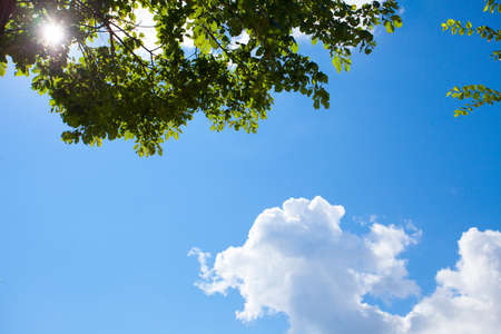 Up view on tree and sun on blue skyの写真素材