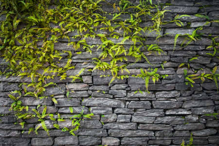 grunge wall background with foliageの写真素材