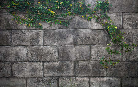 grunge wall background with foliageの写真素材