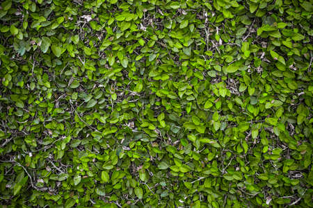 Green leaves wall backgroundの写真素材