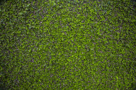 nature backgroundの写真素材