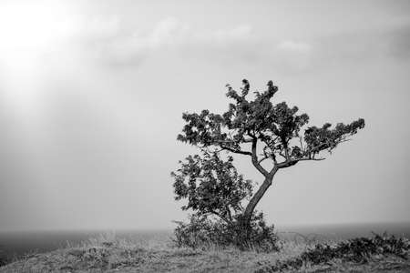 lonly treeの写真素材