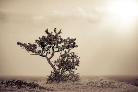 lonly treeの写真素材