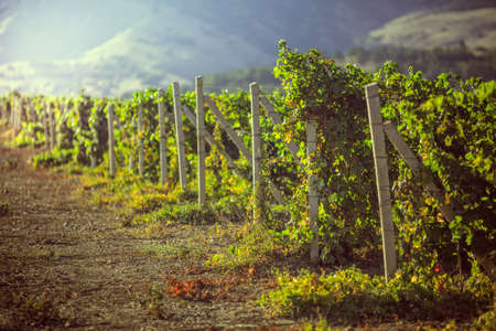 vineyards in Crimea  beautiful landscapeの写真素材