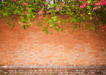 grunge wall background with flowersの写真素材