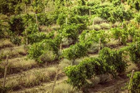 vineyards in Crimea. beautiful landscapeの写真素材