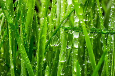 green grass macro close up with water dropsの写真素材