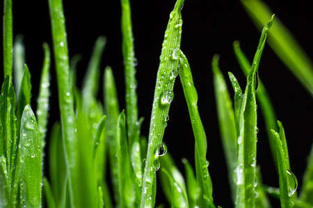 green grass macro close up with water dropsの写真素材