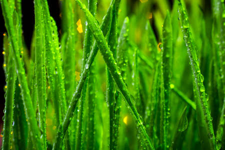 green grass macro close up with water dropsの写真素材