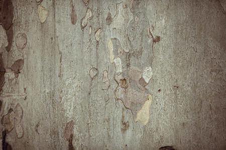 Texture shot of brown tree bark, filling the frameの写真素材