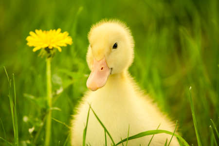 Small yellow duckling outdoor on green grassの写真素材