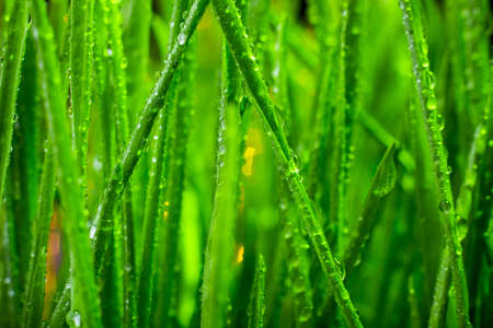 green grass macro close up with water dropsの写真素材