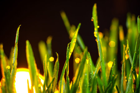 green grass macro close up with water drops