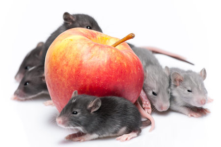 cute baby rats resting on white background