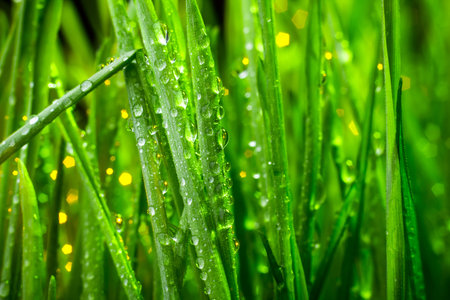 green grass macro close up with water drops