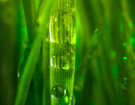 green grass macro close up with water dropsの写真素材