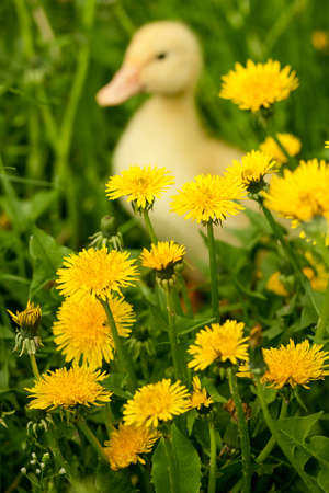 Small yellow duckling outdoor on green grassの写真素材
