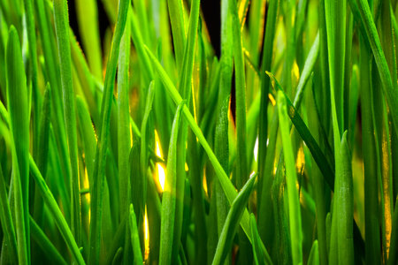 green grass macro close up with water drops