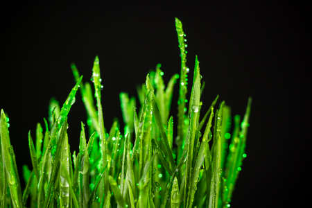 green grass macro close up with water dropsの写真素材
