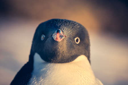 black and white penguin in Antarctica, close up portraitの写真素材