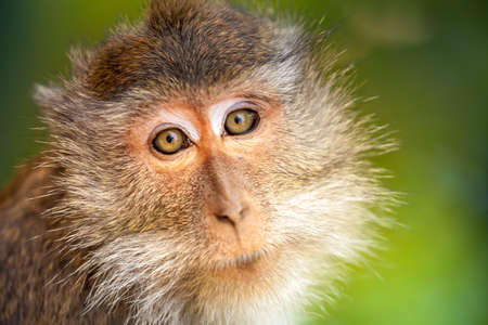 Monkey looking. Nice portrait on the green backgroundの写真素材