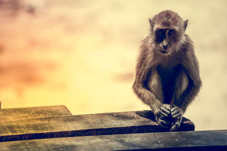 Portrait of the sad monkey. Krabi, Thailandの写真素材