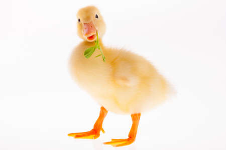 Little yellow duckling on whiteの写真素材