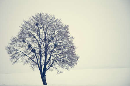 Winter landscape with lonely tree and snow fieldの写真素材