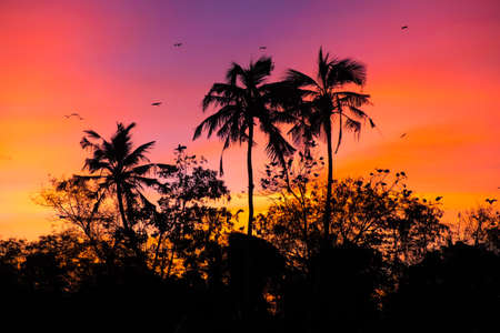 sunset with birds at Bird island, Koggala, Sri Lankaの写真素材