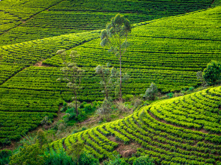 Tea plantation in Sri Lanka. Beautiful landscape