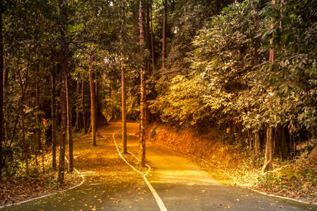 Autumn Forest.Forest Road. Landscape with the autumn forest.の写真素材