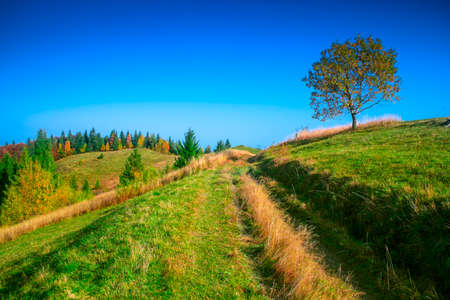 Fantastic sunny hills under morning blue sky. Dramatic scenery. Carpathian, Ukraine, Europe. Beauty world.の写真素材