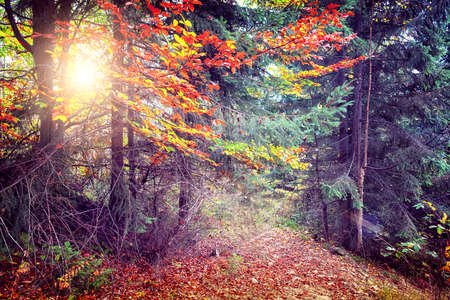 Majestic colorful forest with sunny beams. Red autumn leaves. Carpathians, Ukraine, Europe. Beauty worldの写真素材