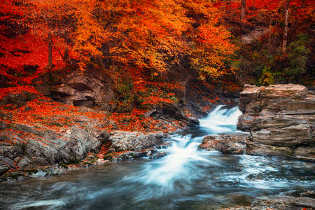 Summer landscape with a beautiful beech forest. Mountain stream with cascades. Soft effect. Color toningの写真素材