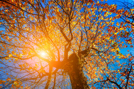 Fantastic sunny hills. Carpathian, Ukraine, Europe. Beauty worldの写真素材