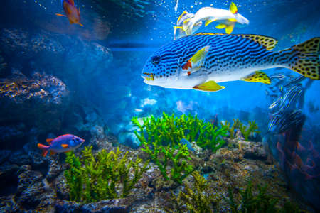 Coral Reef and Tropical Fish in Sunlight. Singapore aquariumの写真素材